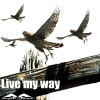 AOA : Live My Way